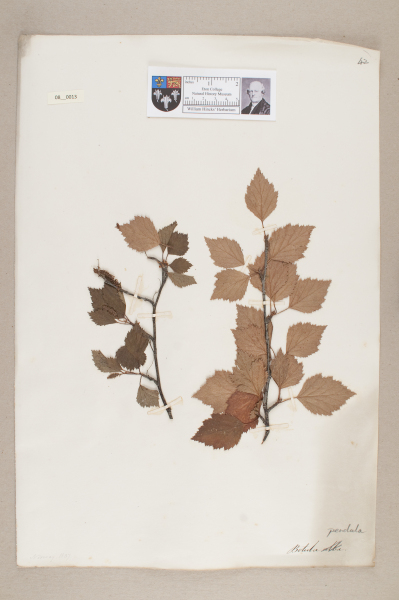 NHM_HH_8.13-2010 image NHM_HH_8.13-2010