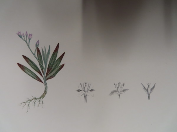 image FDA-E.2916_1_24-2016-A