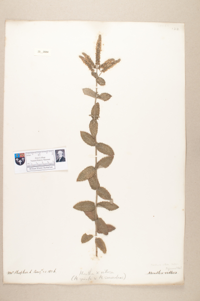 NHM_HH_23.84-2010 image NHM_HH_23.84-2010