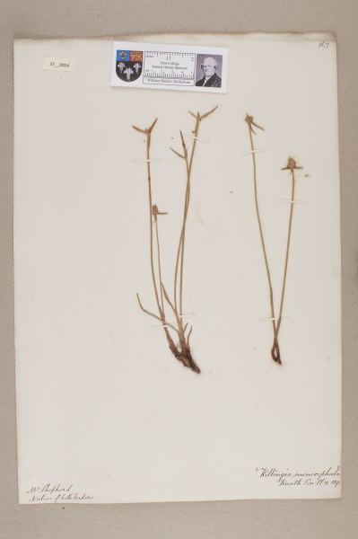 NHM_HH_37.54-2010 image NHM_HH_37.54-2010