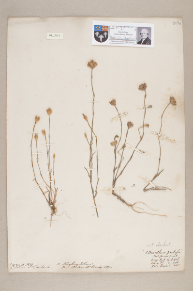 NHM_HH_9.112-2010 image NHM_HH_9.112-2010