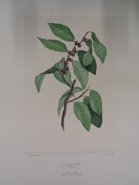 FDA-E.2916_31_8-2016 image FDA-E.2916_31_8-2016