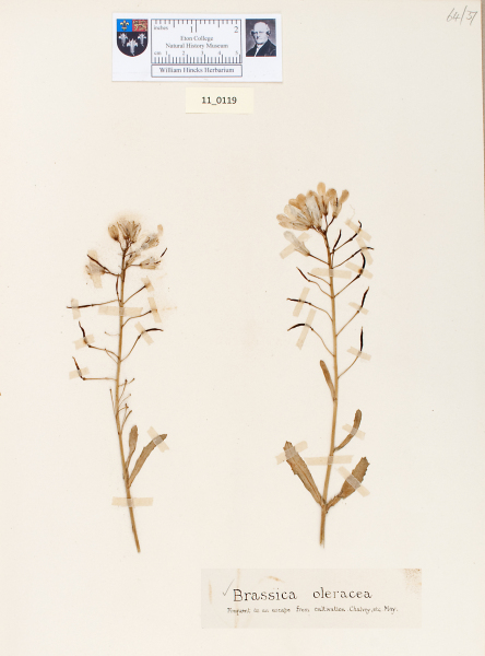 NHM_HH_11.119-2010 image NHM_HH_11.119-2010