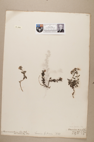 NHM_HH_25.58-2010 image NHM_HH_25.58-2010