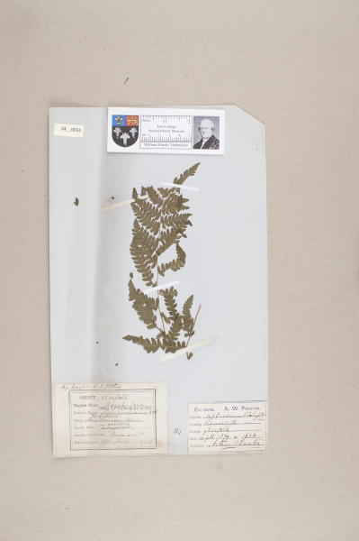 NHM_HH_4.35-2010 image NHM_HH_4.35-2010