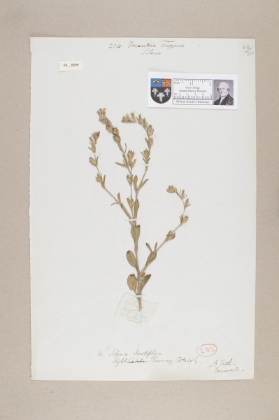 NHM_HH_9.99-2010 image NHM_HH_9.99-2010