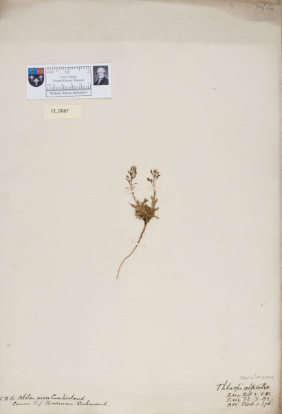 NHM_HH_11.87-2010 image NHM_HH_11.87-2010