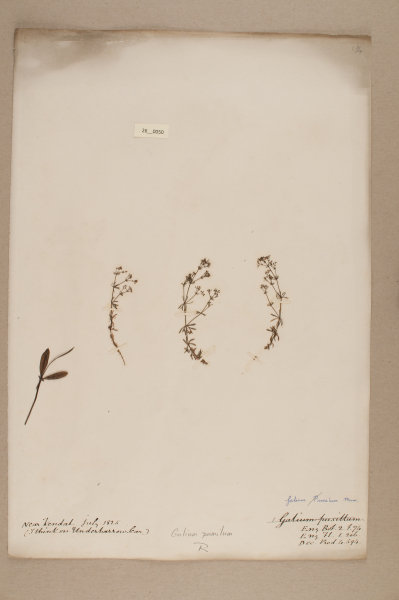 NHM_HH_26.50-2010 image NHM_HH_26.50-2010