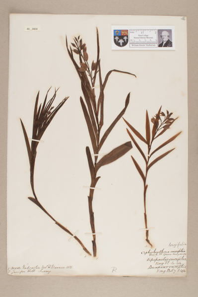 NHM_HH_40.4-2010 image NHM_HH_40.4-2010