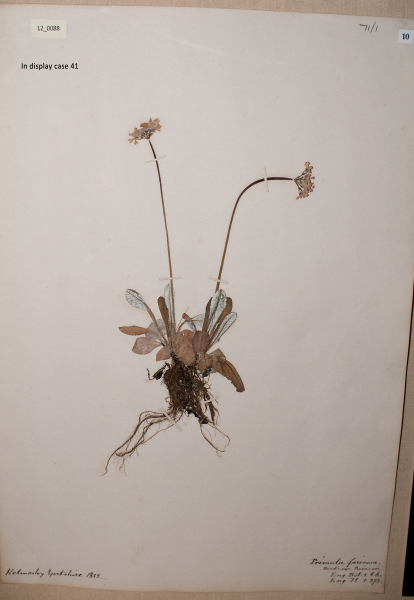 NHM_HH_12.88-2010 image NHM_HH_12.88-2010