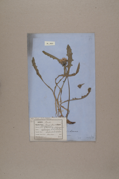 NHM_HH_28.23-2010 image NHM_HH_28.23-2010