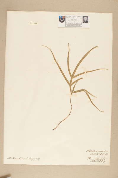 NHM_HH_41.166-2010 image NHM_HH_41.166-2010