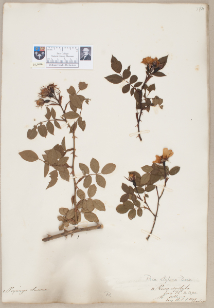 NHM_HH_14.16-2010 image NHM_HH_14.16-2010