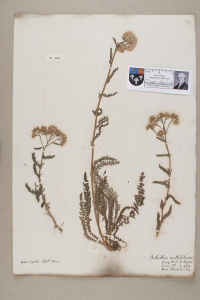 NHM_HH_29.32-2010 image NHM_HH_29.32-2010