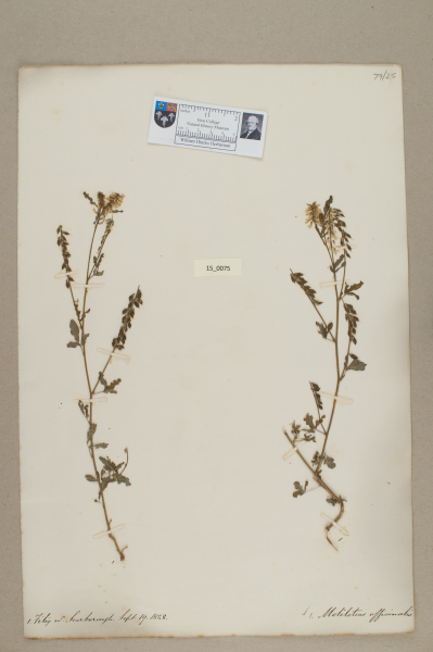 NHM_HH_15.75-2010 image NHM_HH_15.75-2010