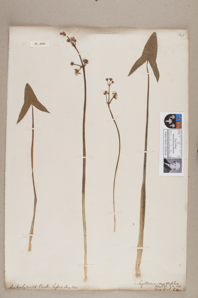 NHM_HH_30.3-2010 image NHM_HH_30.3-2010