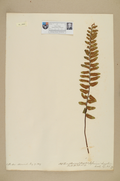 image NHM_HH_42.42-2010