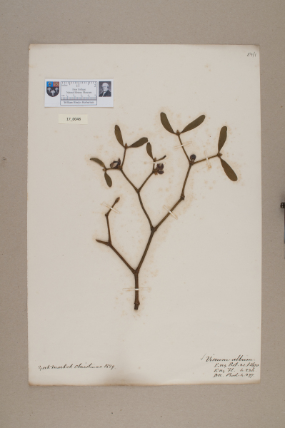 NHM_HH_17.48-2010 image NHM_HH_17.48-2010