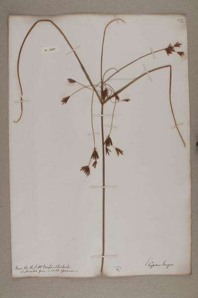 NHM_HH_32.37-2010 image NHM_HH_32.37-2010