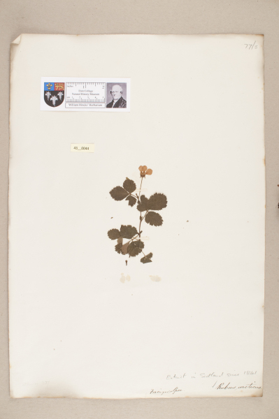 NHM_HH_43.44-2010 image NHM_HH_43.44-2010