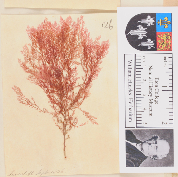 NHM_HH_1.126-2010 image NHM_HH_1.126-2010