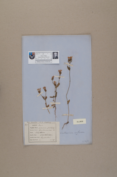 NHM_HH_19.58-2010 image NHM_HH_19.58-2010