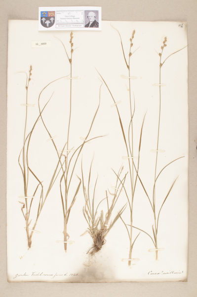 NHM_HH_33.9-2010 image NHM_HH_33.9-2010