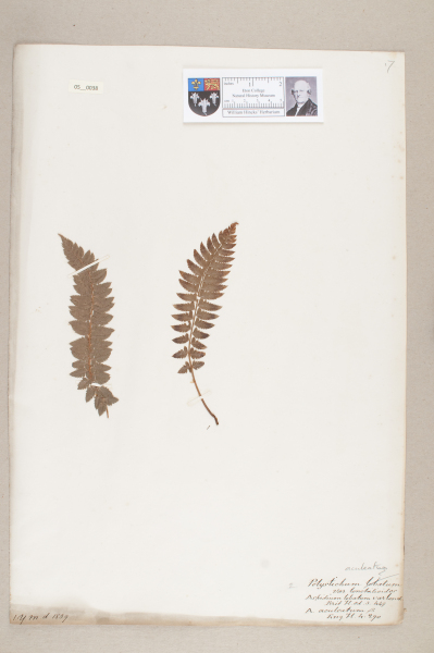 NHM_HH_5.38-2010 image NHM_HH_5.38-2010