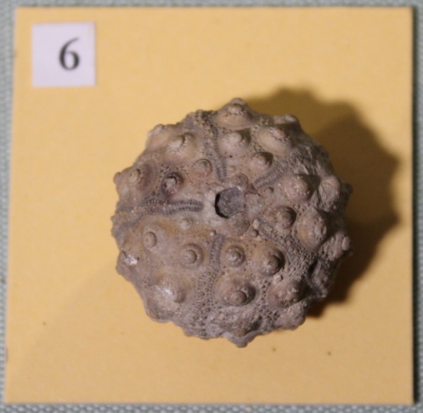 NHM.467-2017 image NHM.467-2017