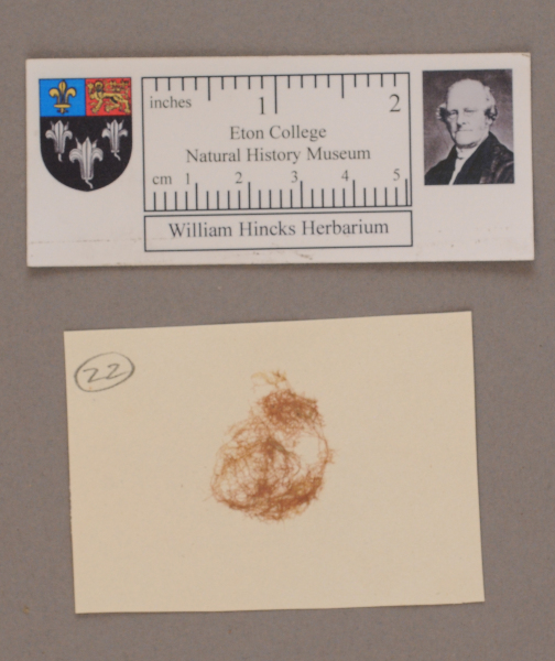 NHM_HH_1.22-2010 image NHM_HH_1.22-2010