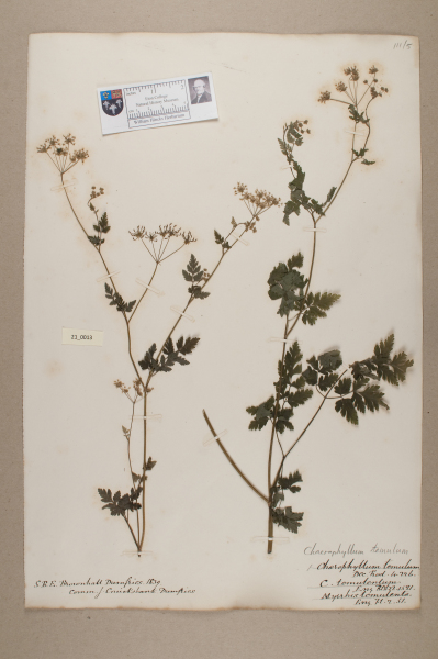 NHM_HH_21.13-2010 image NHM_HH_21.13-2010