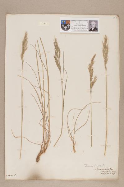 NHM_HH_35.117-2010 image NHM_HH_35.117-2010