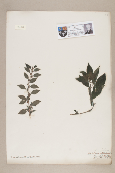 NHM_HH_7.135-2010 image NHM_HH_7.135-2010