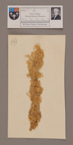 NHM_HH_1.35-2010 image NHM_HH_1.35-2010