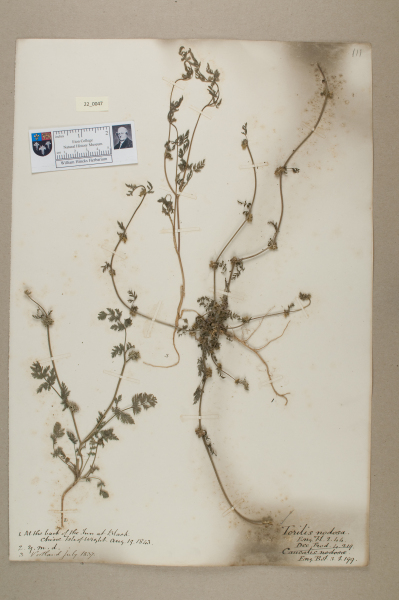 NHM_HH_22.47-2010 image NHM_HH_22.47-2010