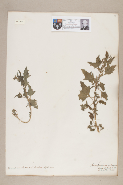 NHM_HH_8.22-2010 image NHM_HH_8.22-2010