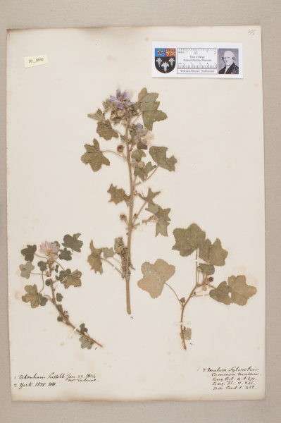 NHM_HH_10.32-2010 image NHM_HH_10.32-2010