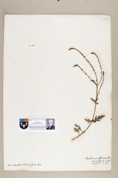 NHM_HH_23.93-2010 image NHM_HH_23.93-2010