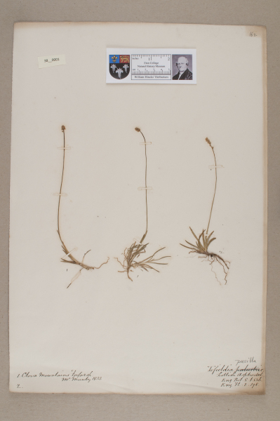 NHM_HH_38.1-2010 image NHM_HH_38.1-2010