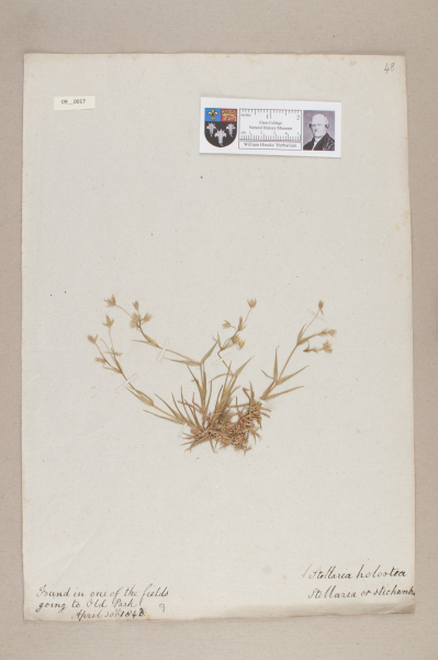 NHM_HH_9.17-2010 image NHM_HH_9.17-2010