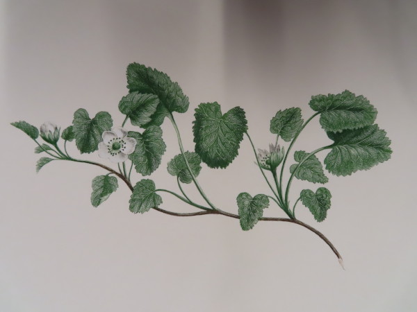 image FDA-E.2916_32_13-2016-A