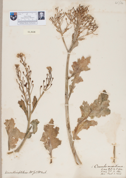 NHM_HH_11.128-2010 image NHM_HH_11.128-2010