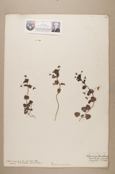 NHM_HH_25.67-2010 image NHM_HH_25.67-2010