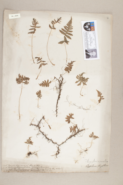 NHM_HH_4.44-2010 image NHM_HH_4.44-2010