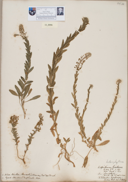 NHM_HH_11.96-2010 image NHM_HH_11.96-2010