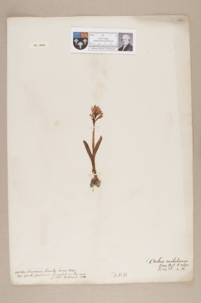 NHM_HH_40.49-2010 image NHM_HH_40.49-2010