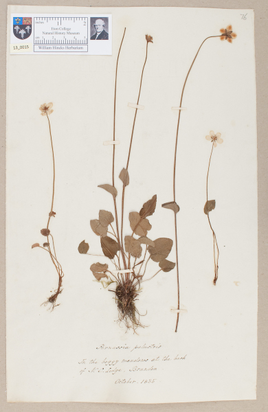 NHM_HH_13.15-2010 image NHM_HH_13.15-2010