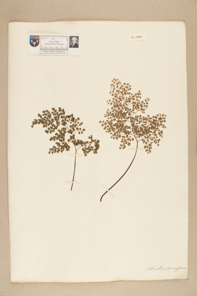 NHM_HH_41.19-2010 image NHM_HH_41.19-2010