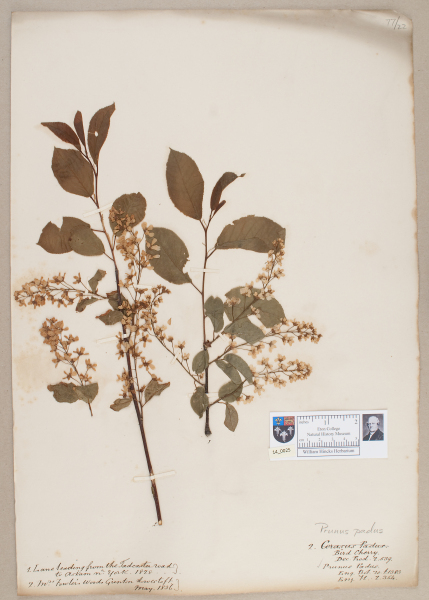 NHM_HH_14.25-2010 image NHM_HH_14.25-2010