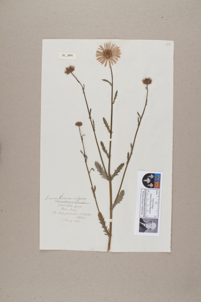 NHM_HH_29.41-2010 image NHM_HH_29.41-2010